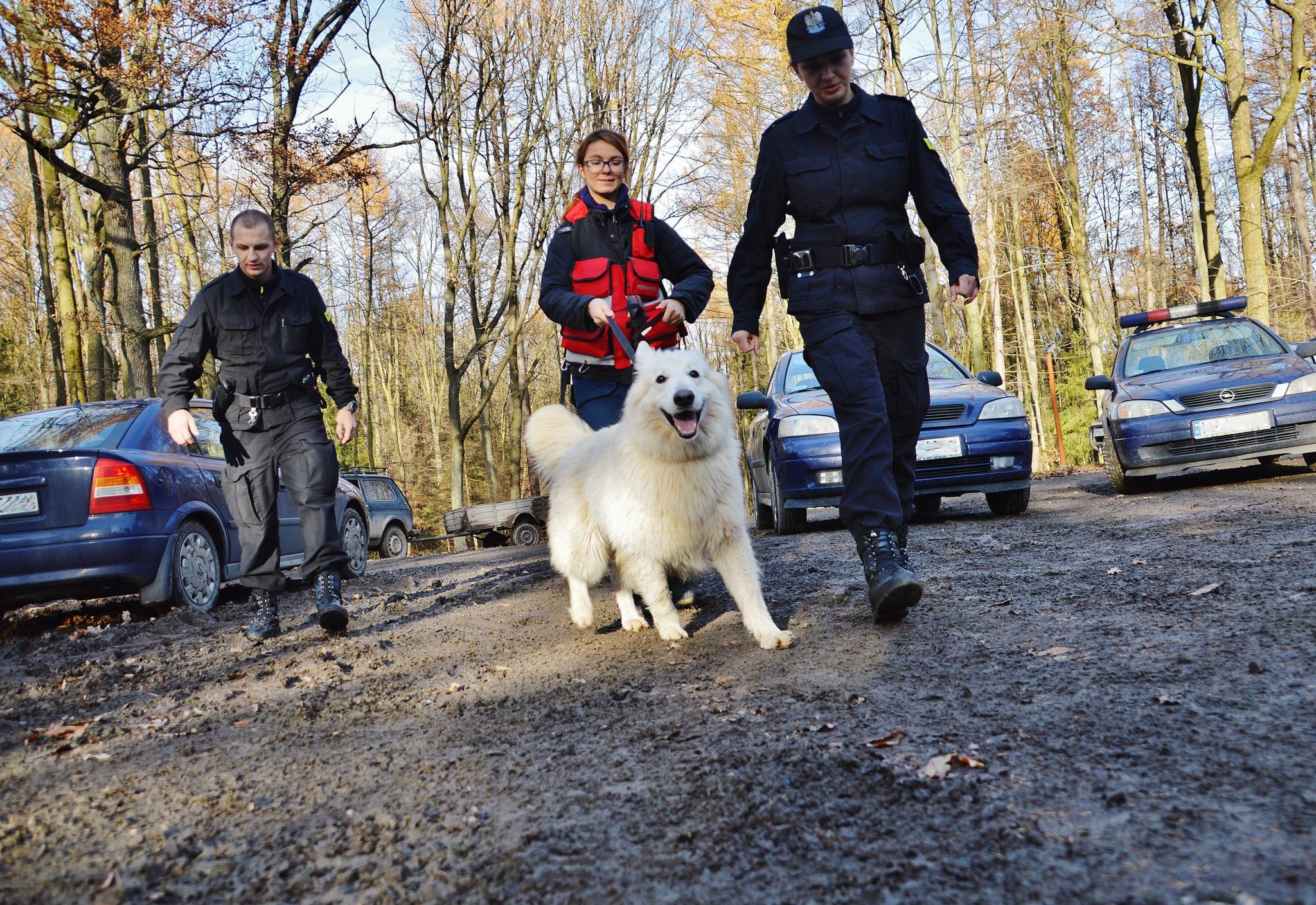 Ćwiczenia: Zaginął w lesie