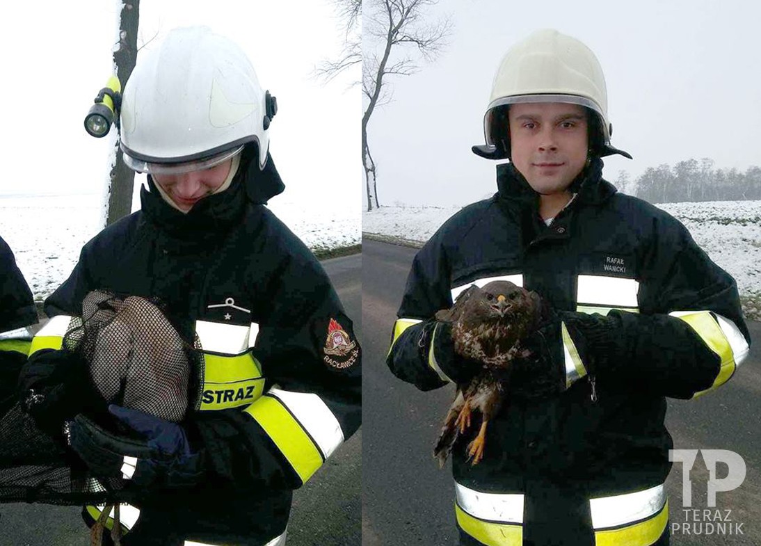 Uratowali bociana i myszołowa