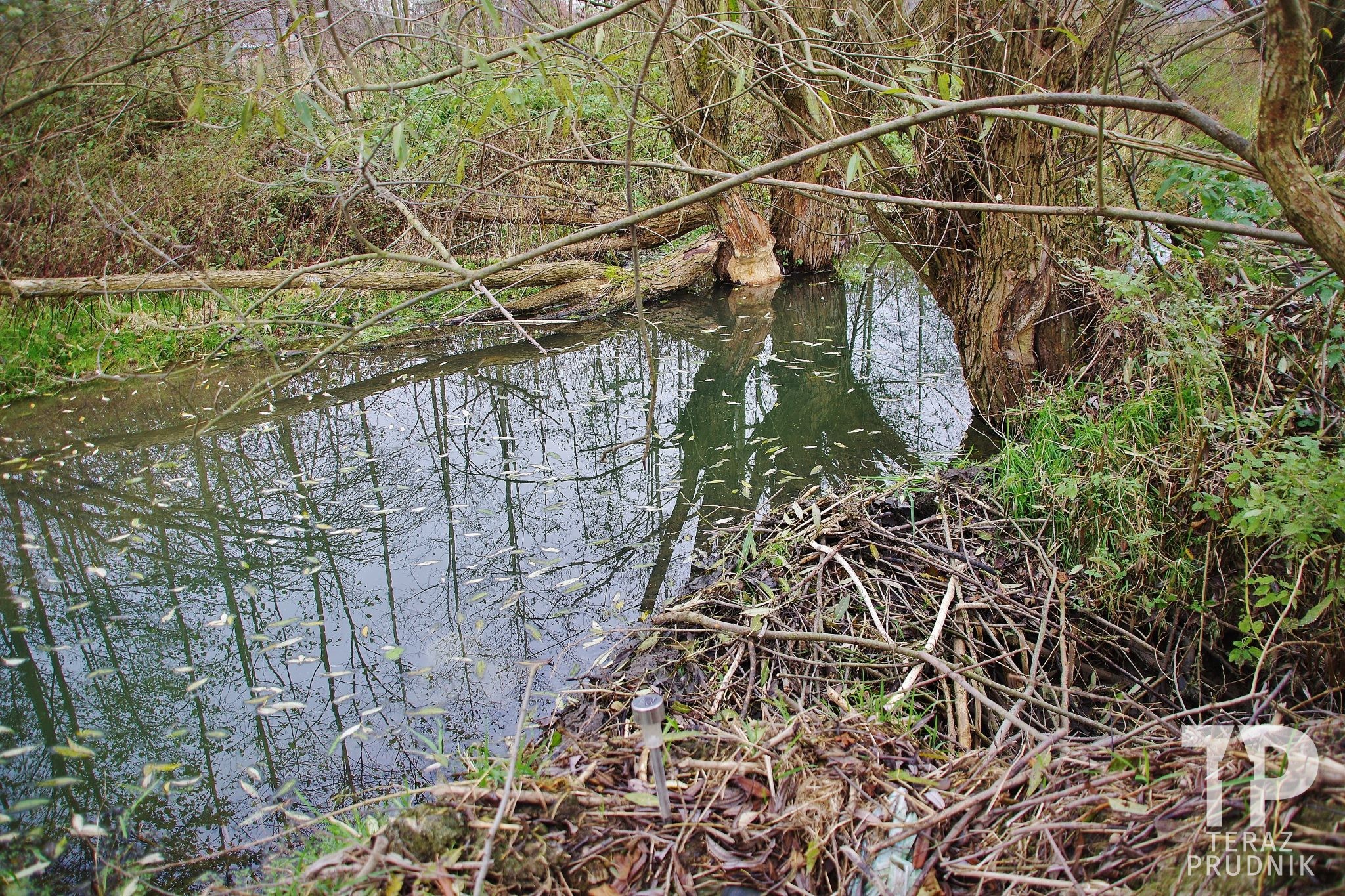 Bobry atrakcją kolejki wąskotorowej