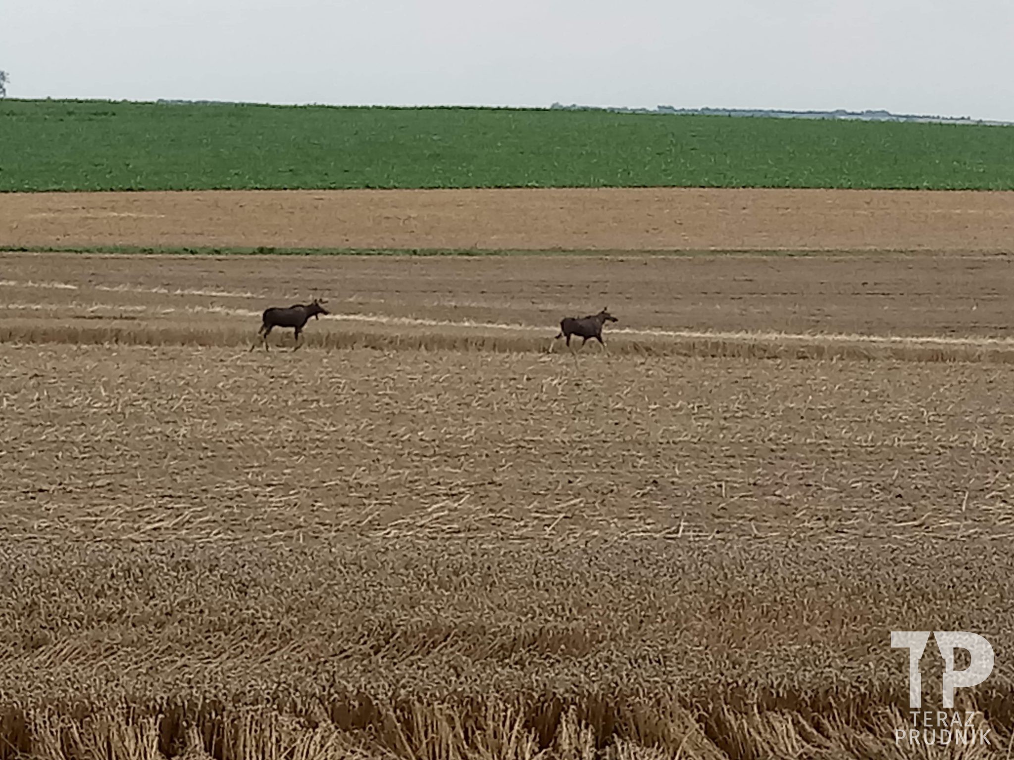 Łosie są już koło…