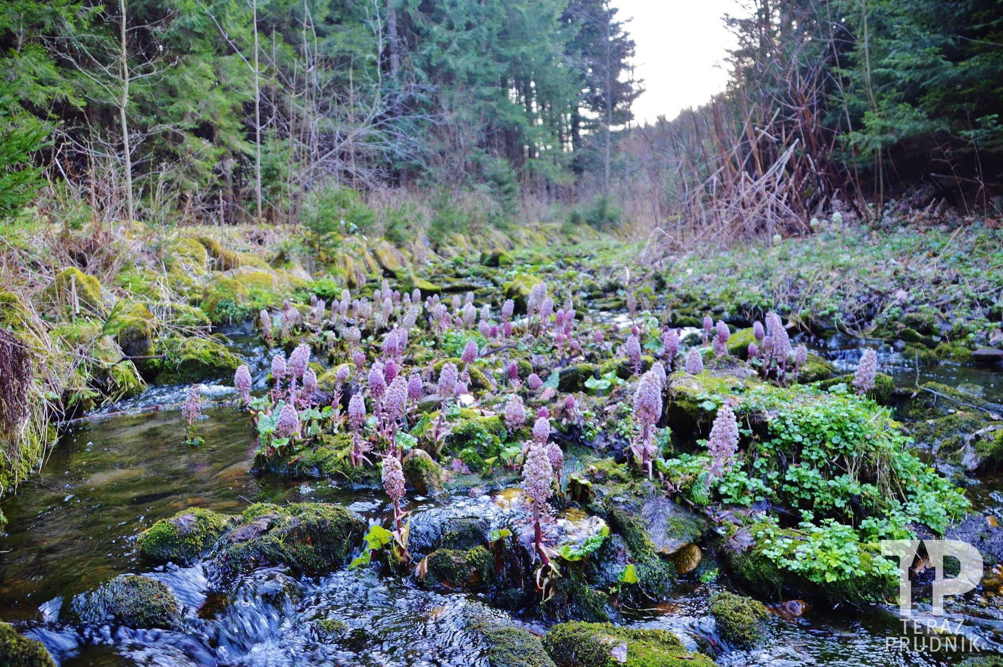 Renaturyzacja nam nie „grozi”, ale…