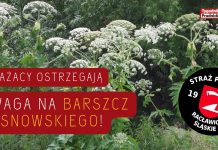 Uwaga na barszcz Sosnowskiego