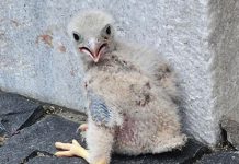 Młoda pustułka znaleziona pod murami kościoła w Prudniku