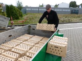 Reintrodukcja ptactwa łownego. Wypuszczono 320 bażantów i kuropatw.